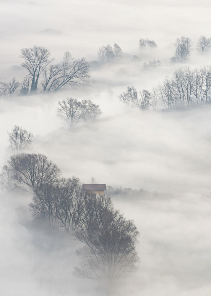 Träd i dimman | Canvastavla