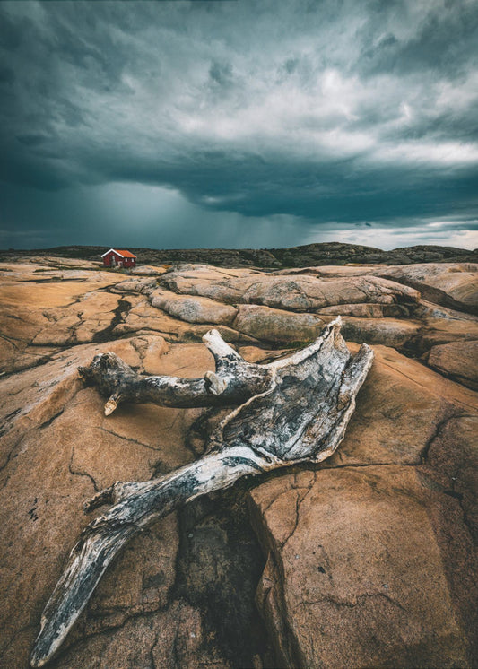 Drift wood | Poster