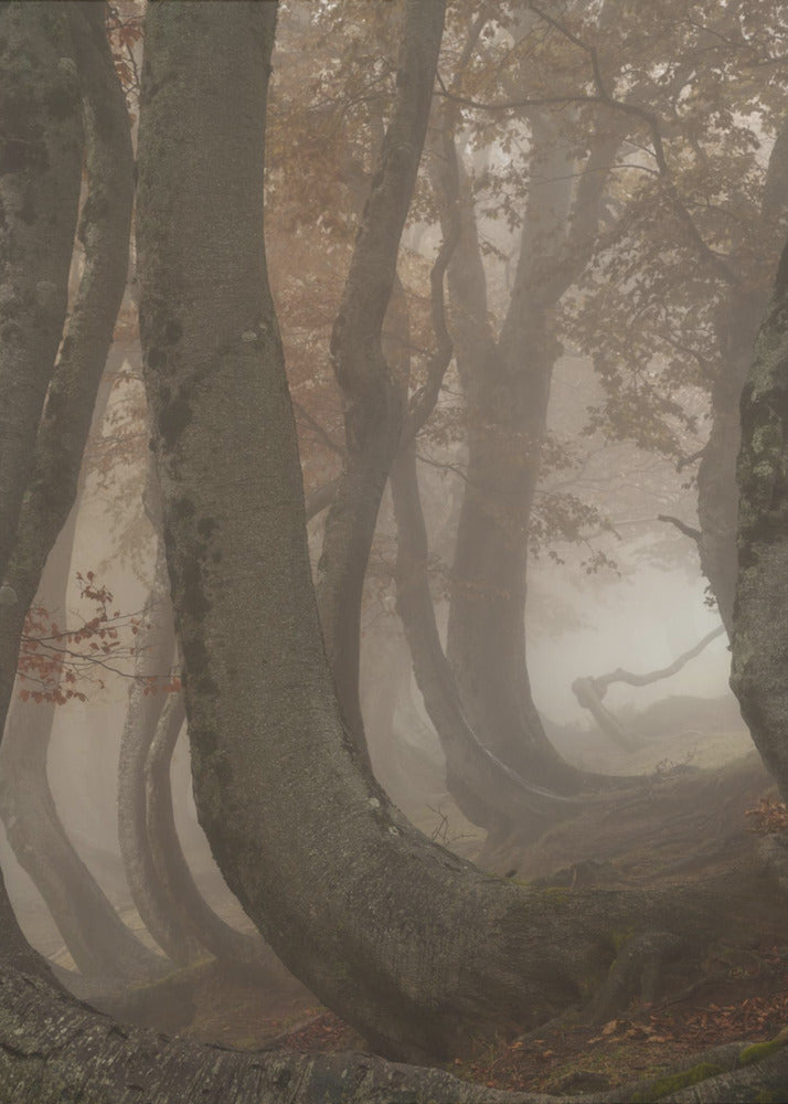 vridna bokträd | Poster