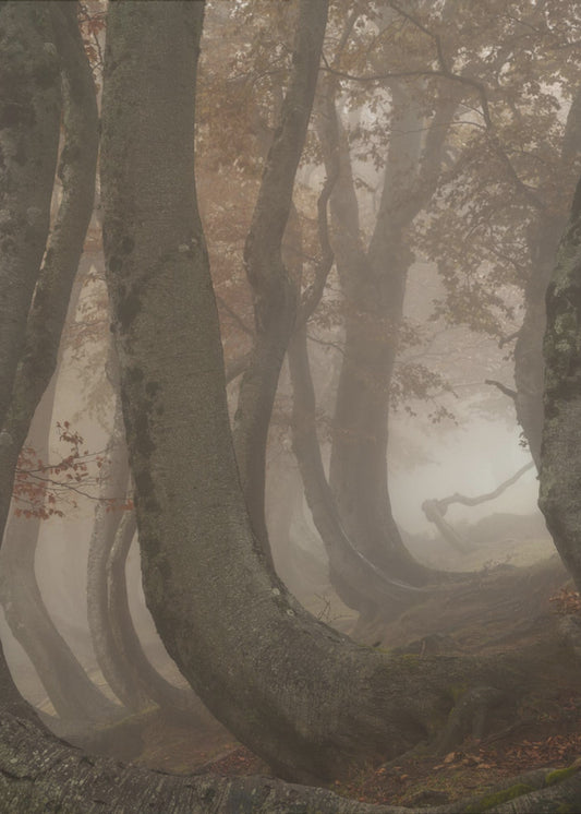 vridna bokträd | Poster