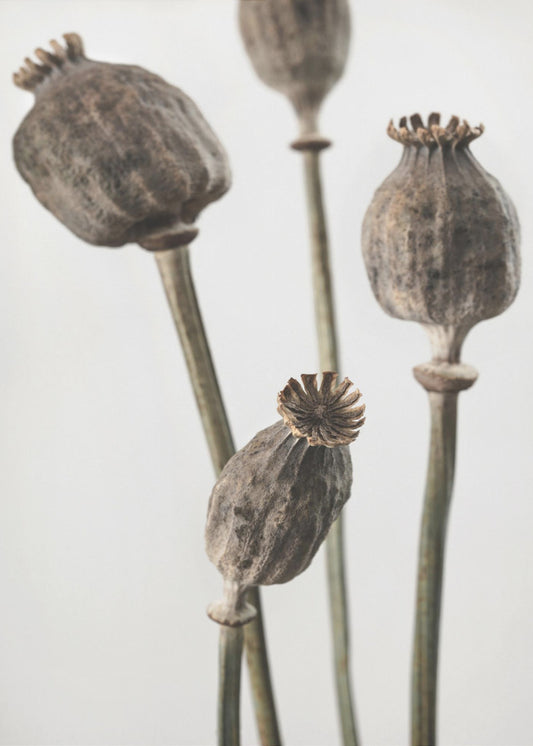 Dried_006 | Poster