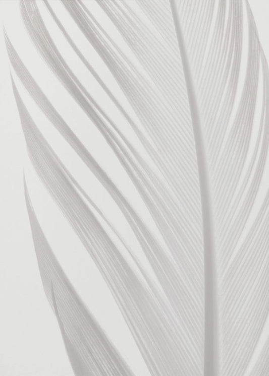 Feather_006 | Poster