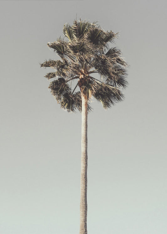 Palm_001 | Affisch
