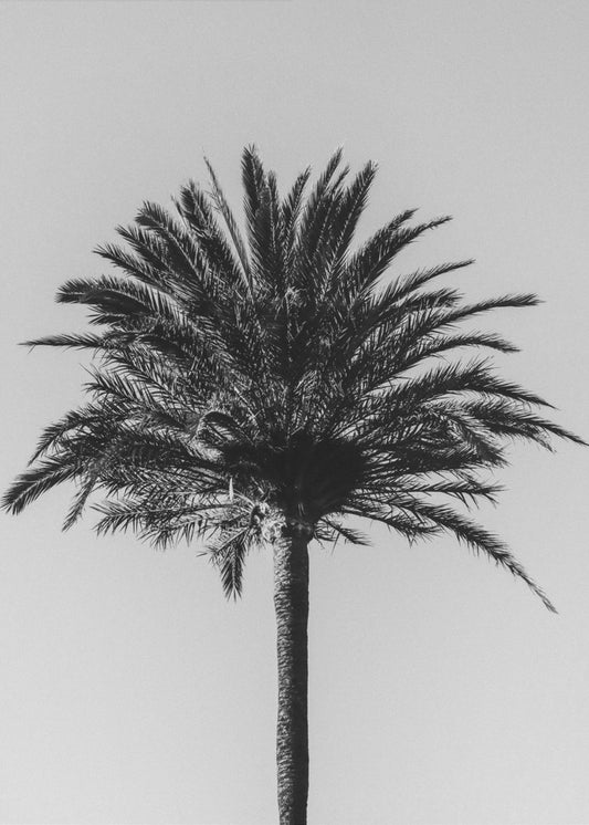 Palm_003 | Affisch