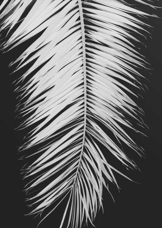 Palmblad_004 | Affisch