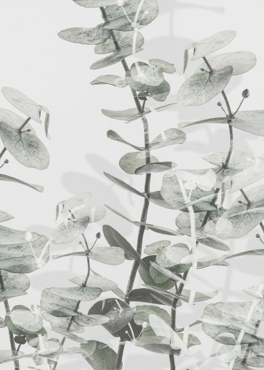 Eucalyptus_001 | Poster