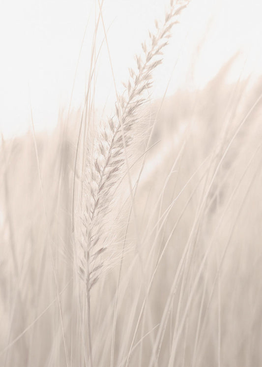 Gras_001 | Leinwand-Bilder