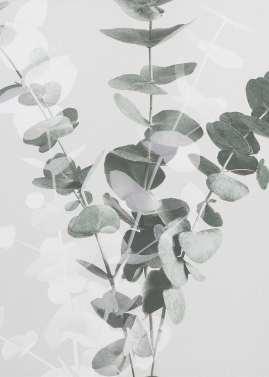 Eucalyptus_002 | Poster