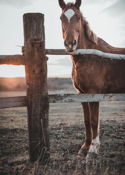 Horse Farm in Skároš, Slovakia | Poster