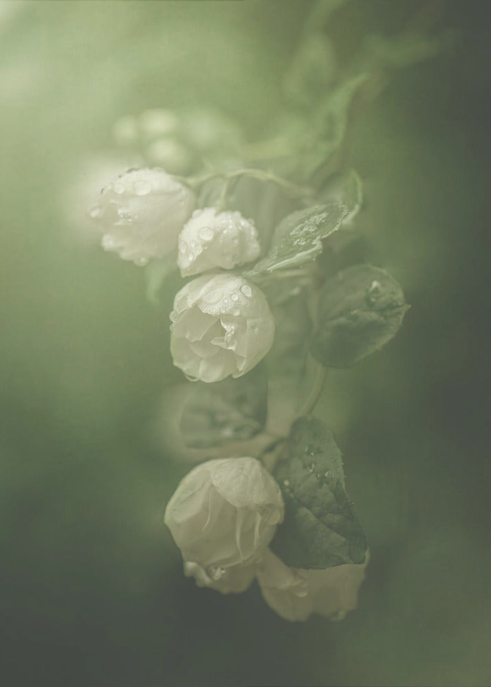 Jasmin | Canvas