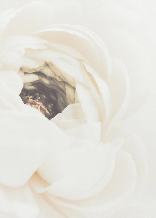 Vit blomma 01 | Poster