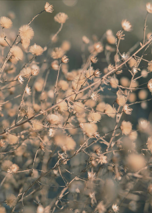 Strandblommor_003 | Poster