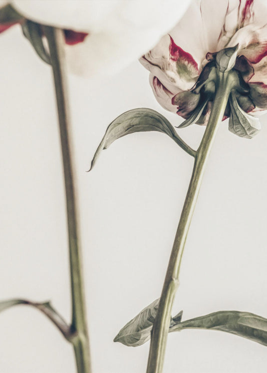 Pion 01 | Poster
