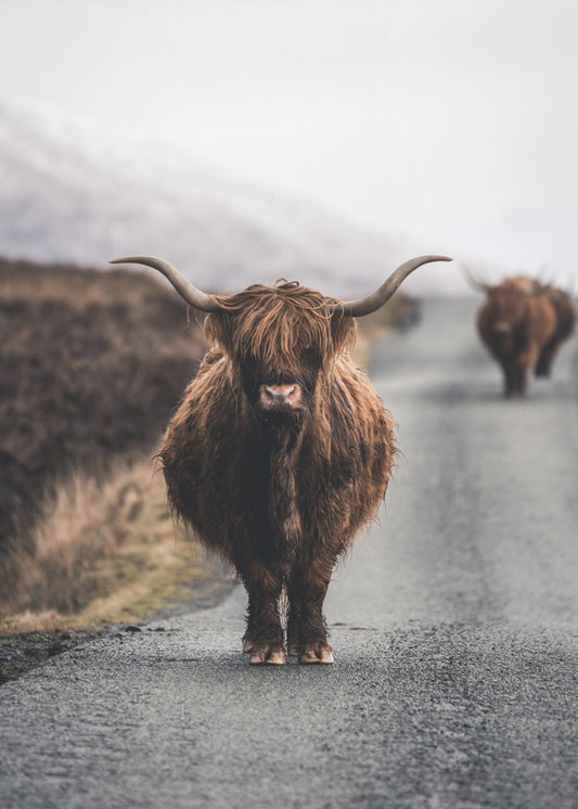 Cow | Canvas