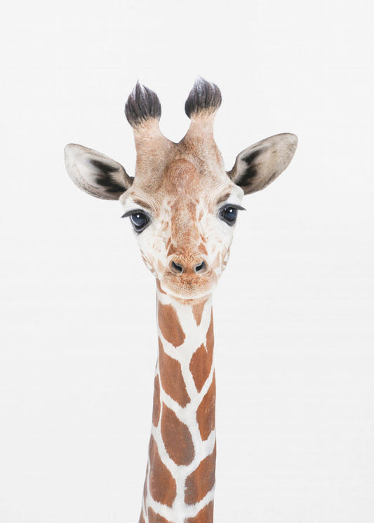 Giraffunge | Canvas