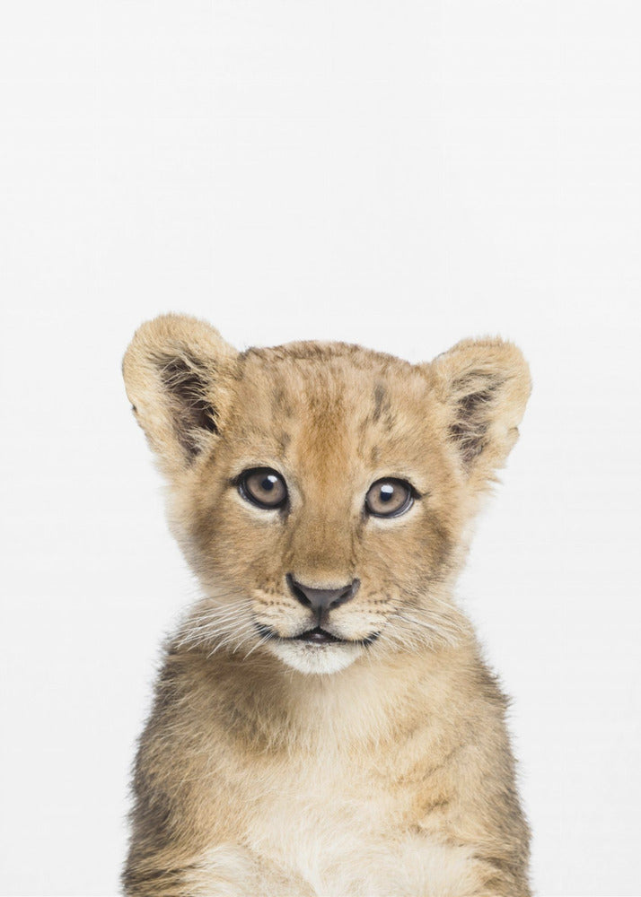 Bébé Lion | Tableaux sur Toile