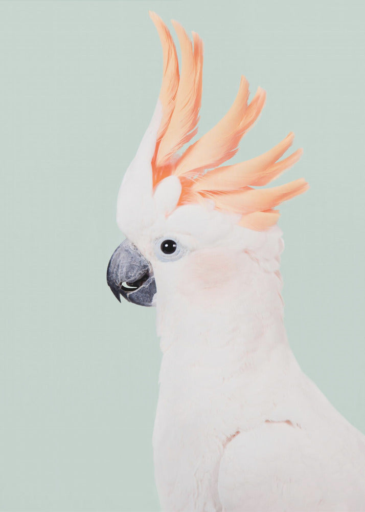 Cacatúa | Impresiones en Lienzo