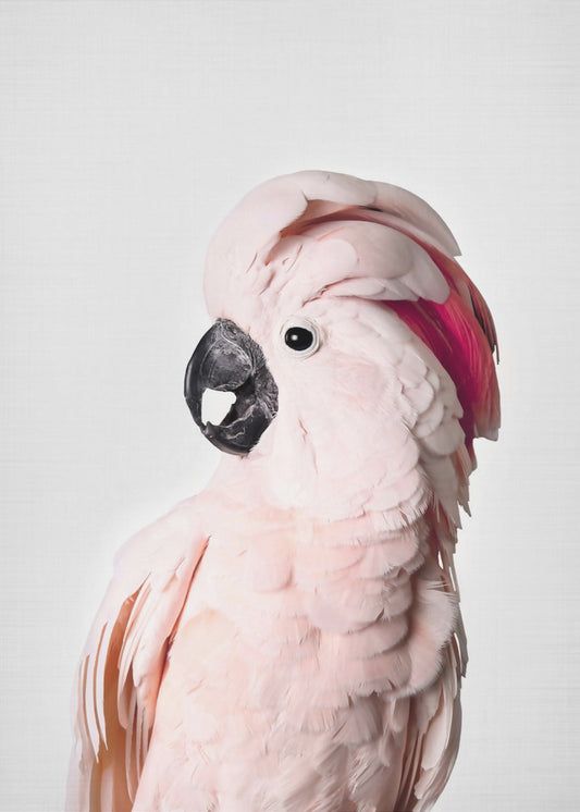 Pink Cockatoo | Poster
