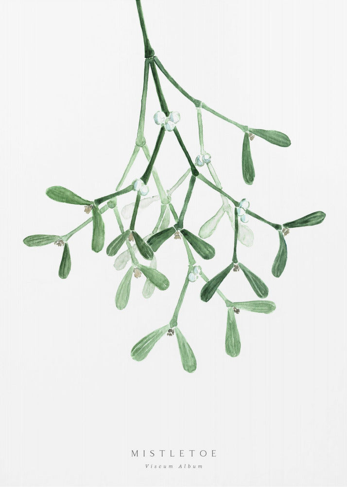Watercolor mistletoe | Canvas
