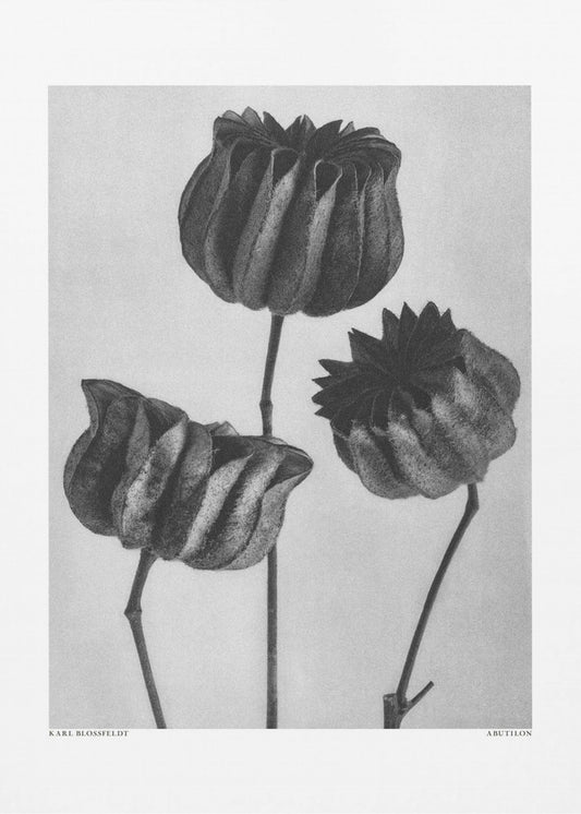 Abutilon (Malva tiglio | Stampe su Tela