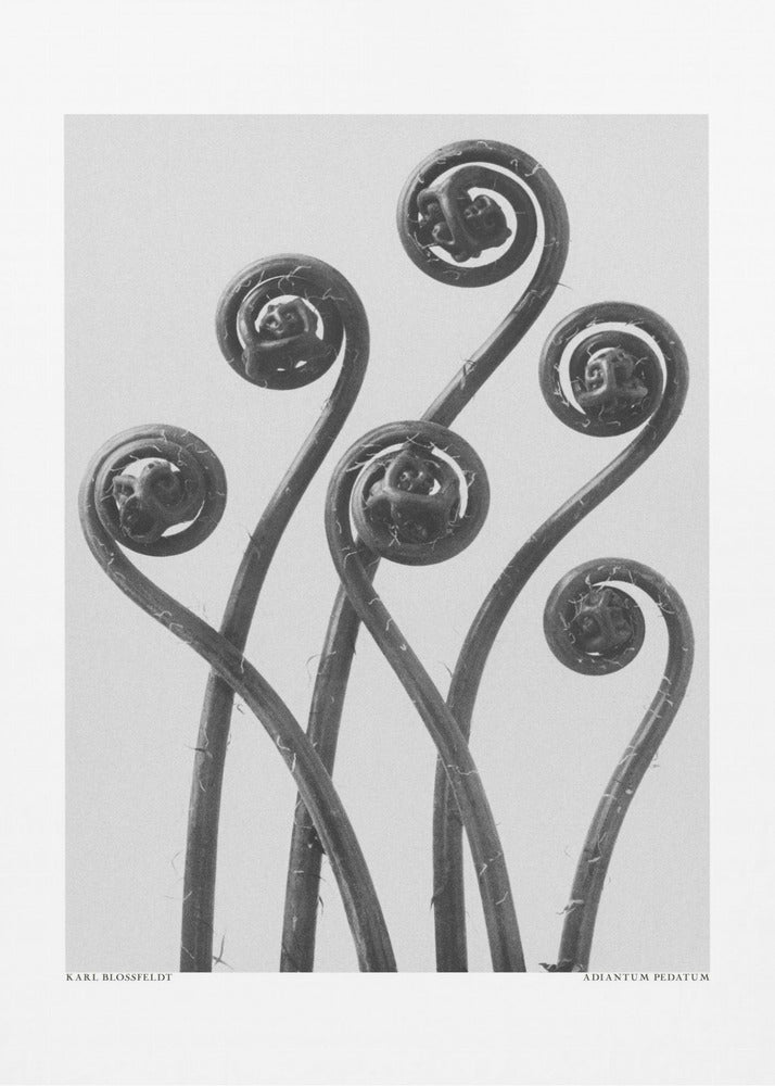 Adiantum pedatum | Canvas