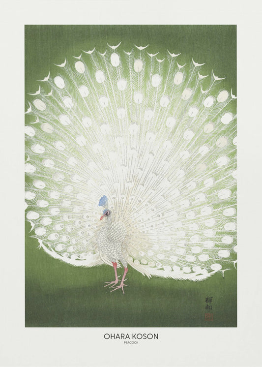 Peacock - Cropped | Canvas