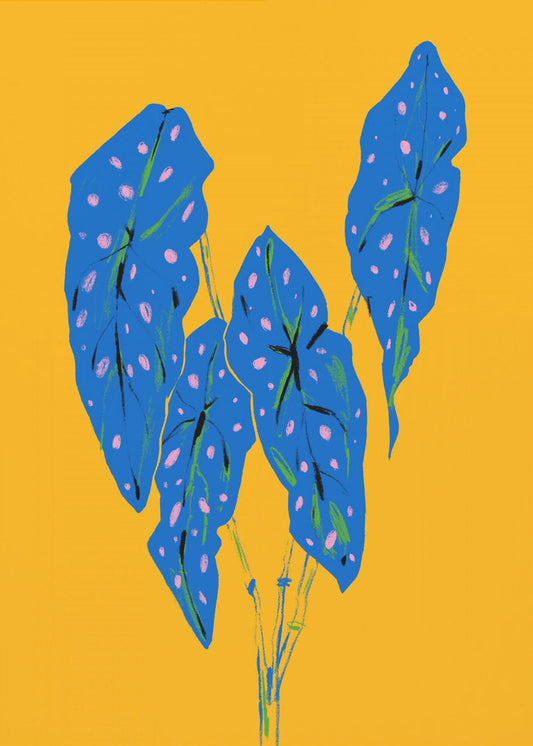 Begonia maculata blå och gul | Poster