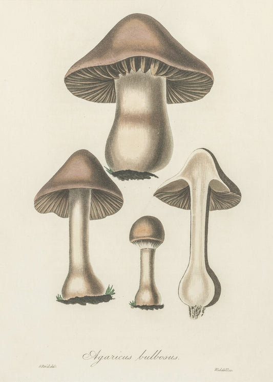 Illustration av Agaricus Bulbosus. Medicinsk botanik 1836 | Canvastavla