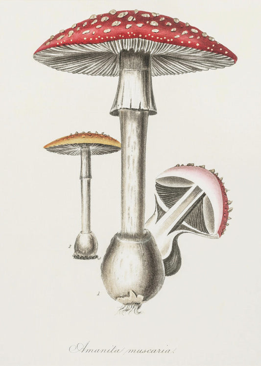 Amanita Muscaria Illustration. Medicinsk botanik 1836 | Duk