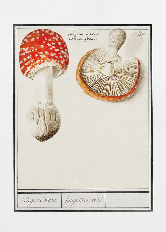 Flugsvamp, Amanita Muscaria | Duk