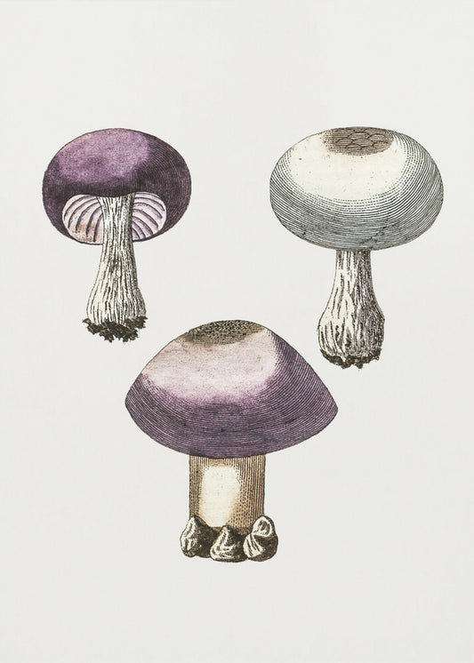 Handmörk violett webcap-svamp | Canvas