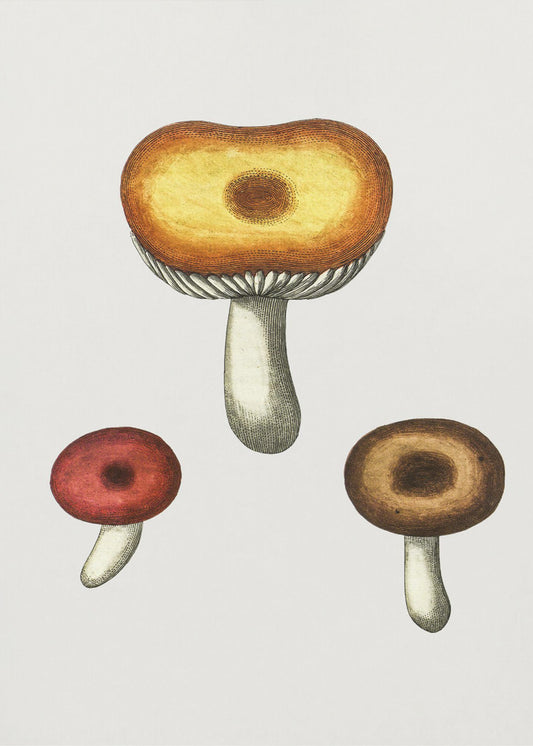 Handritad Galerina-svamp | Canvastavla
