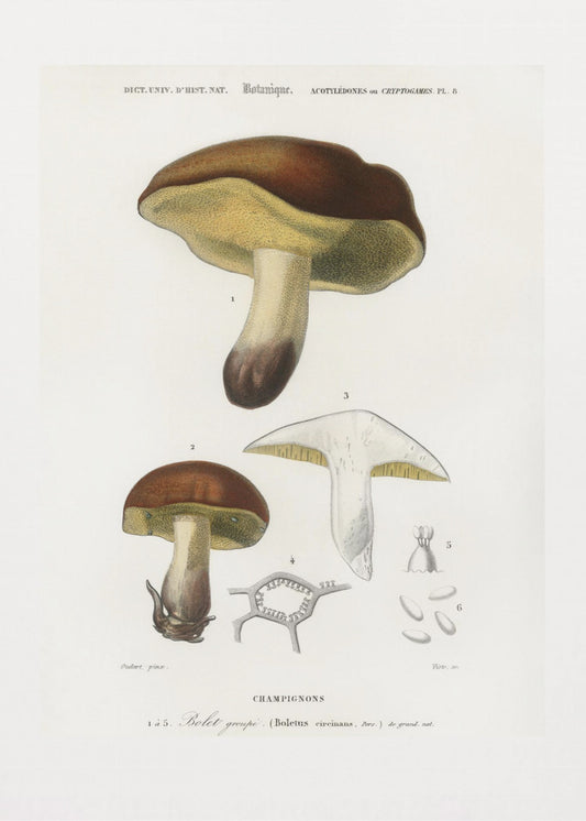 Svamp (boletus Circinans) | Duk