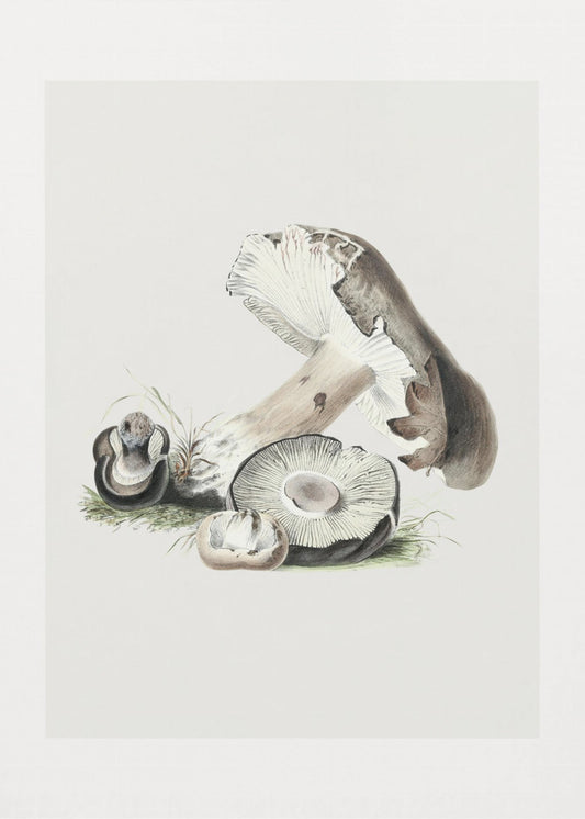 Vintage Agaricus Augustus svamp 50x70 | Duk