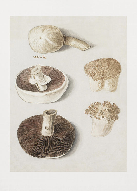 Ängssvamp, Agaricus Campestris stående | Canvastavla