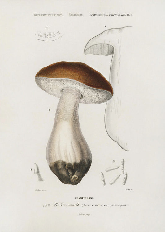 Penny Bun (boletus Edulis) | Duk