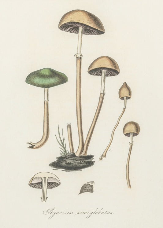 Agaricus Semiglobatus | Duk