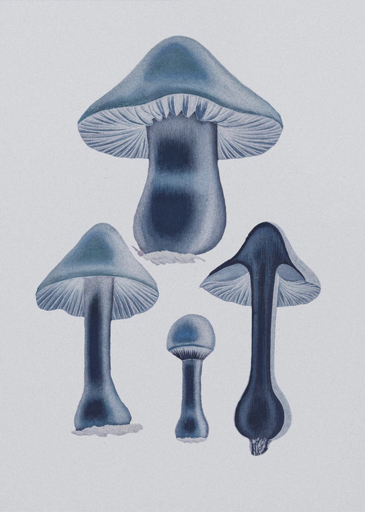 Agaricus Bulbosus - Blå | Duk
