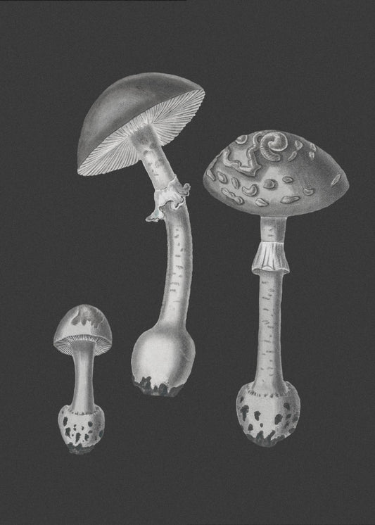 Amanita Muscaria Black Backgound BW | Duk