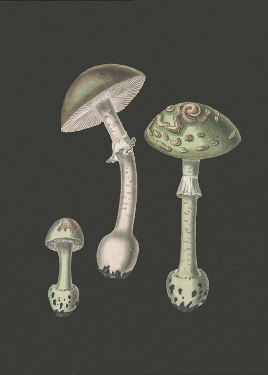 Amanita Muscaria mörk bakgrund | Duk