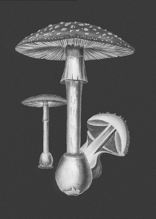 Amanita Muscaria Mörk Bakgrund BW | Duk