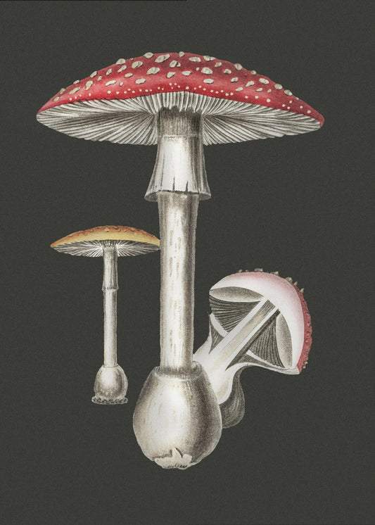 Amanita Muscaria mörk bakgrund | Duk