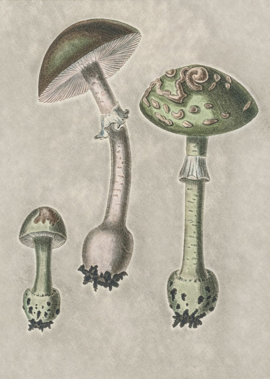 Amanita Muscaria Remix Grön | Duk