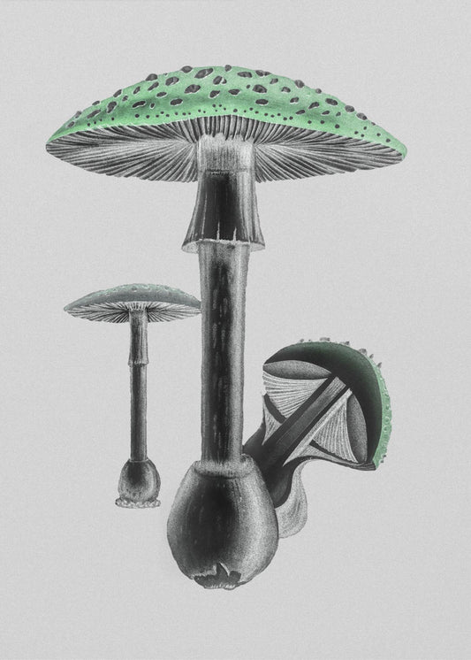 Amanita Muscaria Vit bakgrund Grön | Canvastavla
