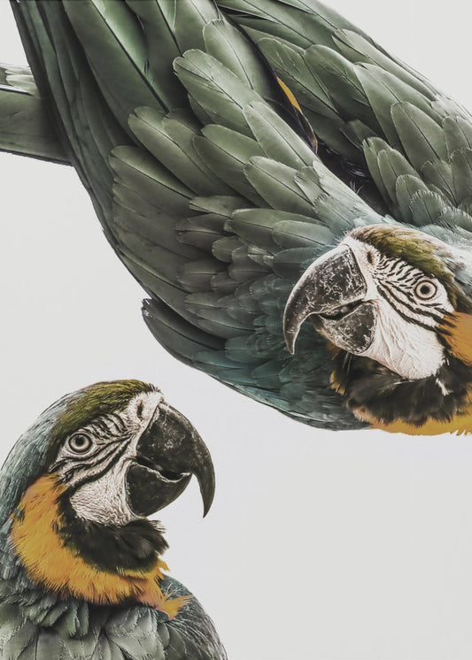 Amazonia | Poster