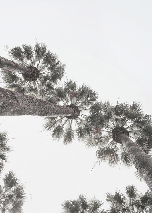 Skyward Palms | Poster