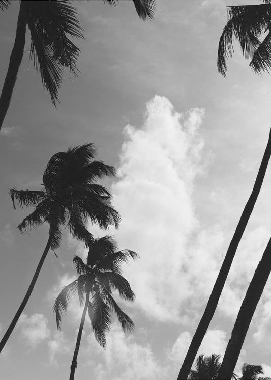 Silhouetted Palms | Poster