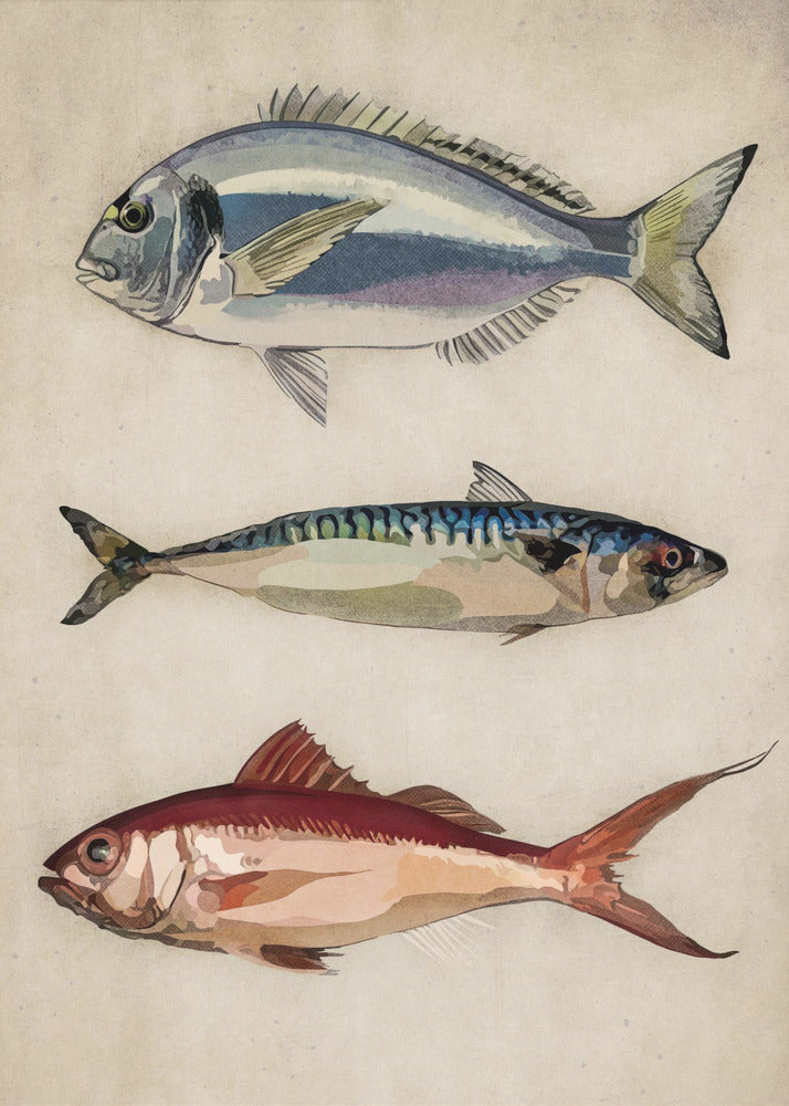 01 Deniz Baliklari Copy | Affisch