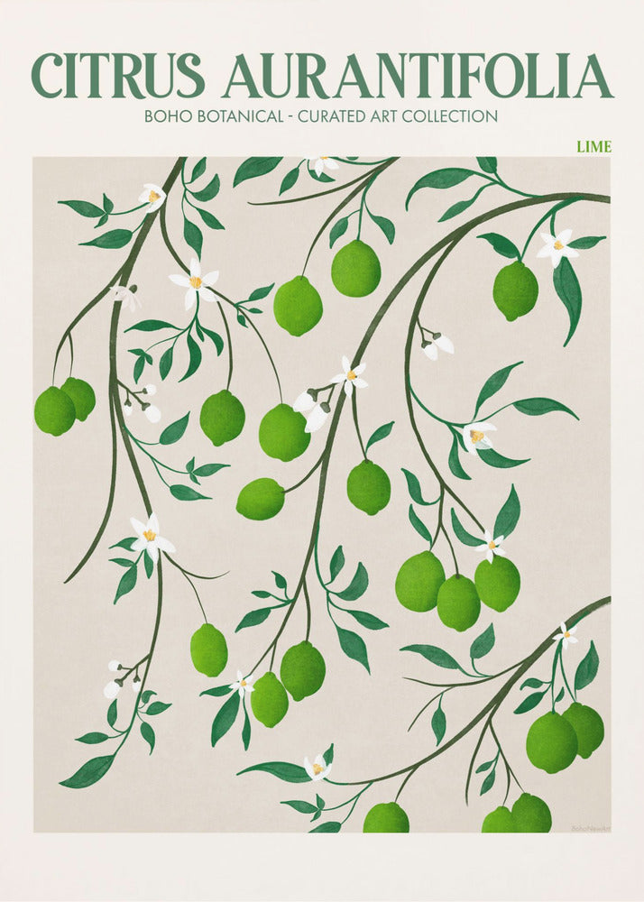 Citrus Aurantifolia - Lime | Canvas
