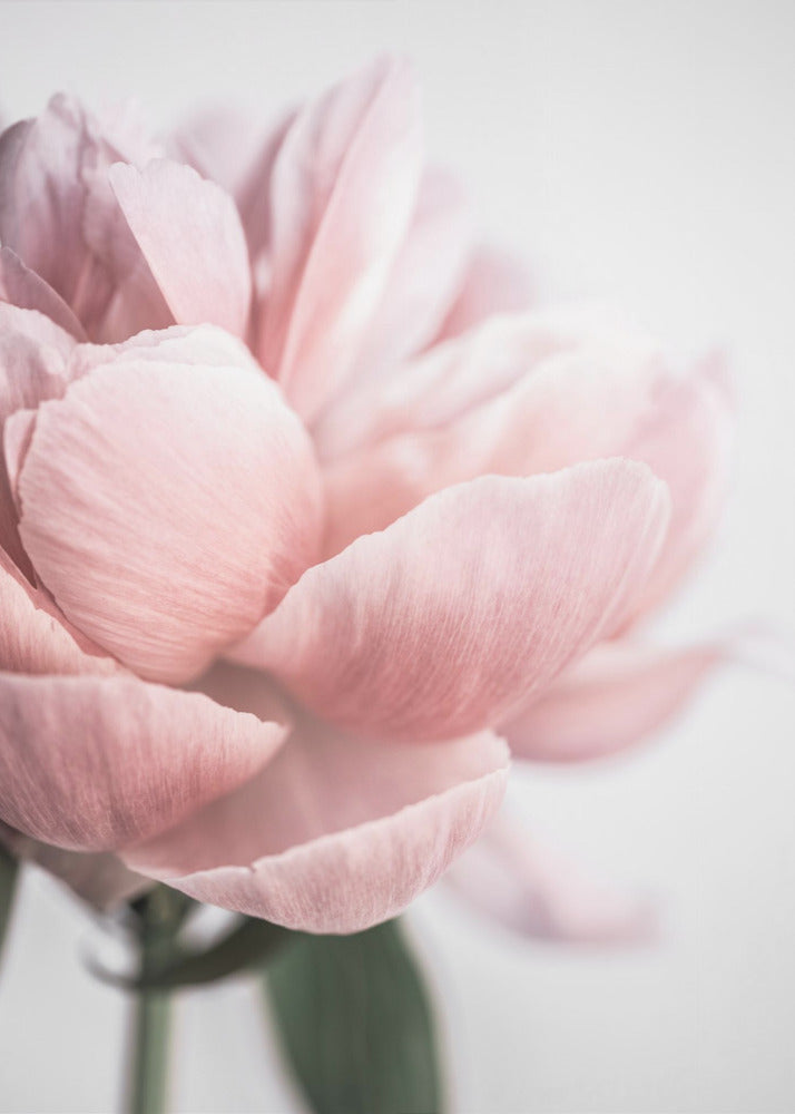 Peony 3 | Canvas